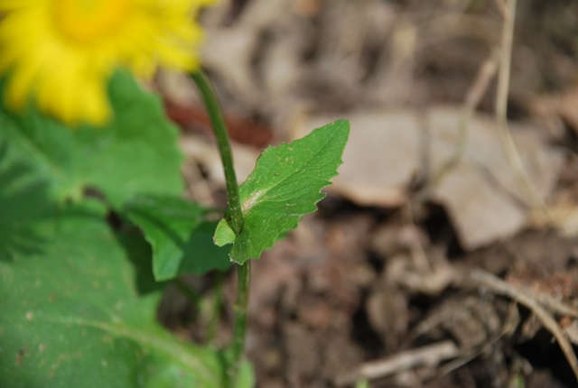Doronicum columnae